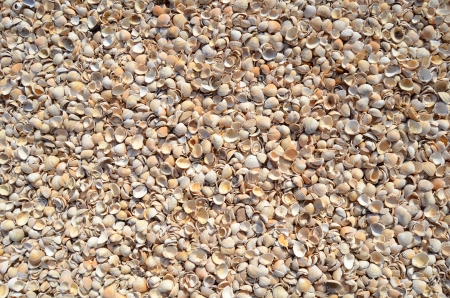 An Abstract Background Texture Of Sea Shellsの写真素材
