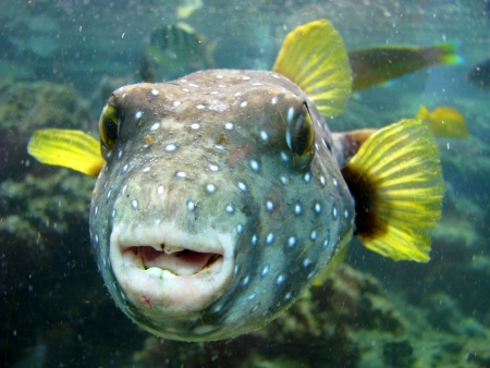 A Close-up Of A Strange Looking Pufferfish In Hawaiiの写真素材