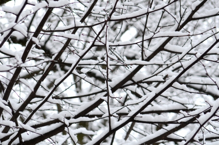 Background Texture Of Snow On Tree Branchesの写真素材