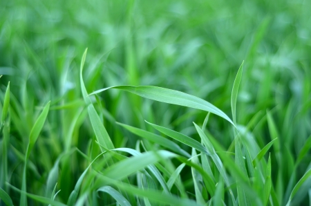 Farming Abstract Background Of Tall Green Crops