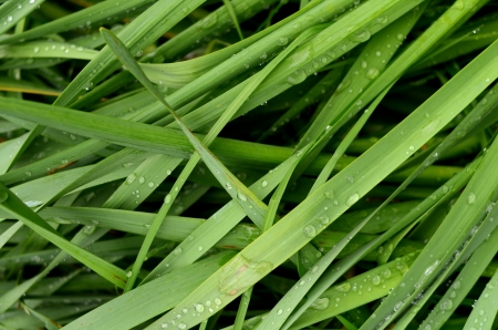 An Abstract Background Of Wet Summer Grassの写真素材