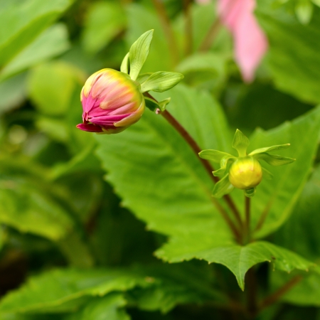 An Unopened Dahlia Flower In The Springの写真素材