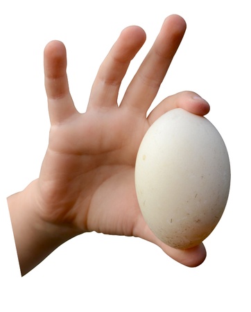 Isolation Of A Child's Hand Holding A Dirty Farm Eggの写真素材