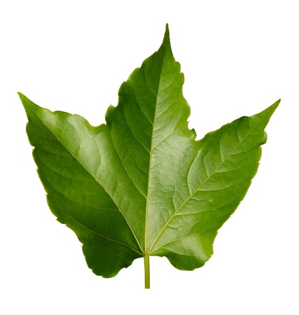 Isolation Nature Image Of A Shiny New Sycamore Leafの写真素材