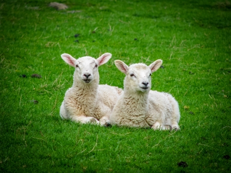 Two Lambs For Easter Resting On The Grassの写真素材
