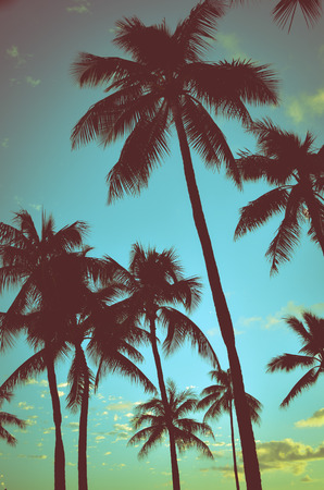 Filtered Vintage Retro Styled Palm Trees In Hawaiiの写真素材