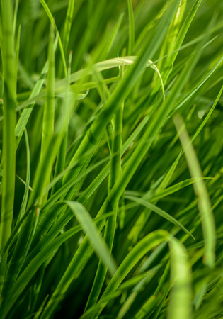 Abstract Background Texture Of Long Lush Grassの写真素材