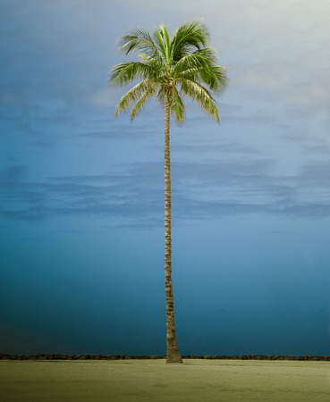 Retro FIltered Photo Of A Single Tall Palm Tree On Waikiki Beach, Hawaiiの写真素材