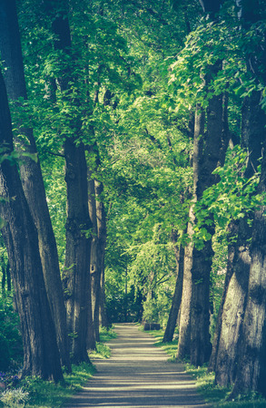 Retro Style Image Of A Pathway Through A Forestの写真素材