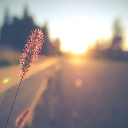 Retro Vintage Soft Focus Empty Street With Grass And Lens Flareの写真素材