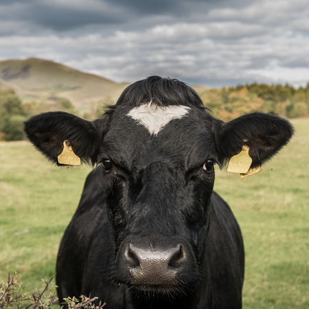 Farming Image Of A Dairy Cow In A Field Facing The Cameraの写真素材