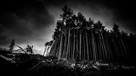Black And Image Of A Scary Looking Forest At Duskの写真素材