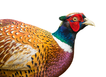 Isolated Detail Of A Male Pheasant Birdの写真素材