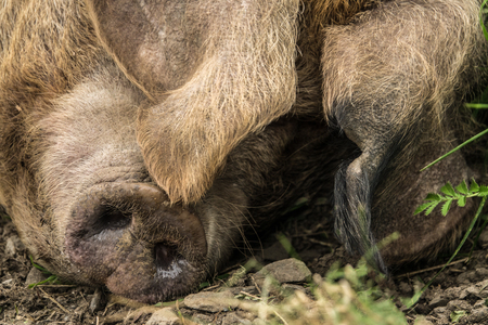 Close-Up Of Pig (Sow) Sleeping Outdoorsの写真素材