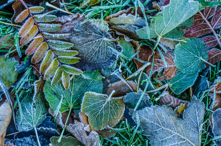 Seasonal Background Texture Of Frosty Leaves In Winterの写真素材