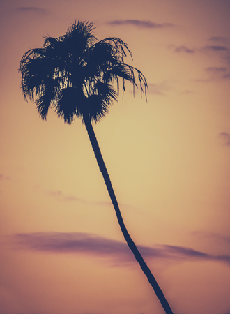 Retro Style Single Palm Tree At Sunset In California With Copy Spaceの写真素材