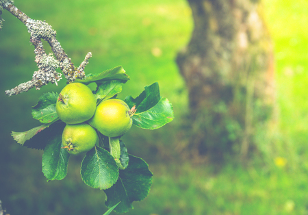 Detail Of Green Apples Growing On An Aple Tree In An Orchard In Summer With Copy Spaceの写真素材