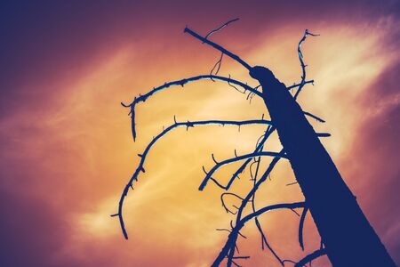 Image Of A Burned Tree Against A Fiery Red Sky In The Aftermath Of A Forest Fireの写真素材