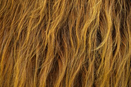 Background Texture Of The Wild Red Hair Of A Scottish Highland Cowの写真素材