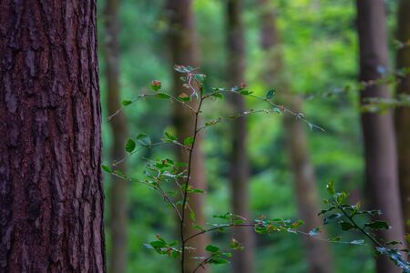 Peaceful Scene Of Forest Trees In Summerの写真素材