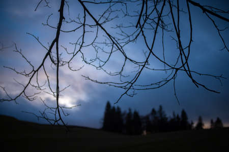 A Distant Forest Bathed In A Blue Twilight With Focus On Tree Branches In The Foregroundの写真素材