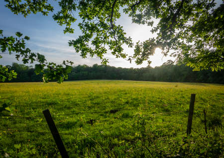 A Summer Meadow Framed By Tree Branches In The Foregroundの写真素材