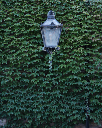 An Old Fashioned Street Light Surrounded By Lush Ivy On A Street In Londonの写真素材