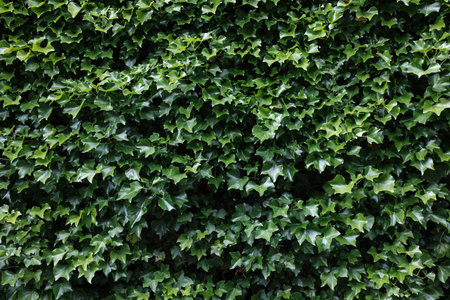 High Resolution Background Texture Of Common Or English Ivy (Hedera Helix) On A Wallの写真素材
