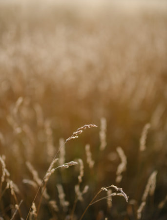 Golden Wheat In A Field In Late Summer, With Shallow Depth Of Focus And Copy Spaceの写真素材