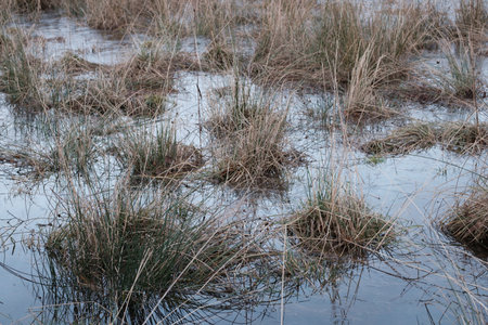 Background Of A Marsh Wetland Habitat With Grass And Reeds Growing In Shallow Water.の写真素材