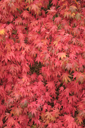 Dense Foliage Of Bright Red Autumn Leaves On A Tree In Seasonal Nature Sceneの写真素材