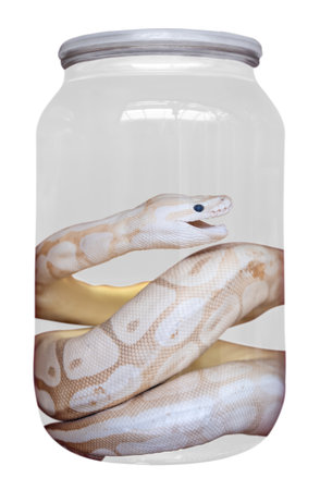 Albino Python Preserved In A Clear Glass Jar As A Science Specimen For Study And Displayの写真素材