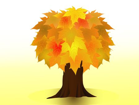 Maple on a yellow backgroundの写真素材