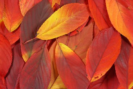 Pile of red autumn leaves closeupの写真素材