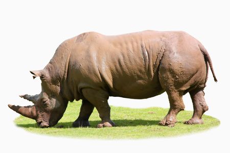 Rhino isolated on a patch of grassの写真素材