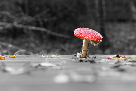 Wild toadstool growing through deckingの写真素材