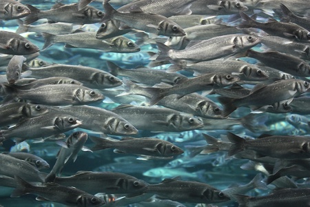 Large school of fish close up Large school of fish close up
