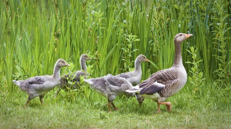 Mother goose leading goslings in the wildの写真素材