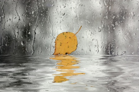 Rain on window with leafの写真素材