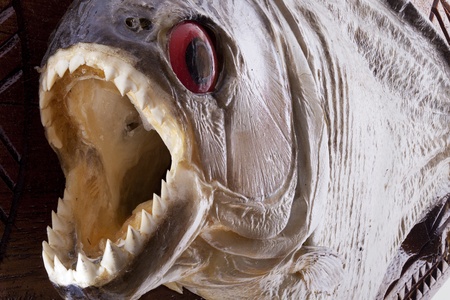 Piranha fish close up with open mouthの写真素材