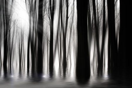 Spooky woods in BW with floodingの写真素材