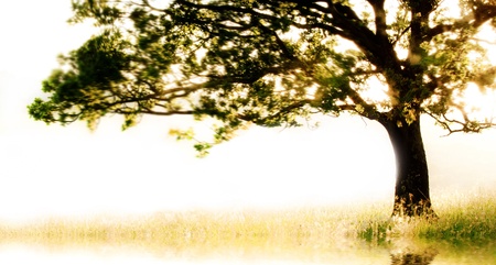 Single tree in motion with copy spaceの写真素材