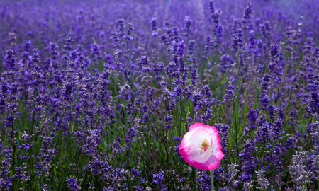 Lavender field with single pink poppyの写真素材