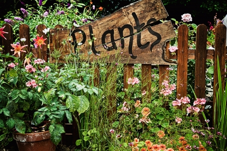 Wooden plant sign in flower gardenの写真素材