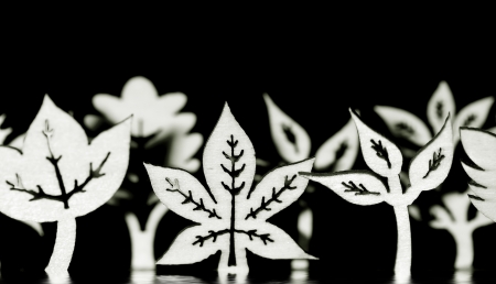 Wooden leaf shapes in black and whiteの写真素材