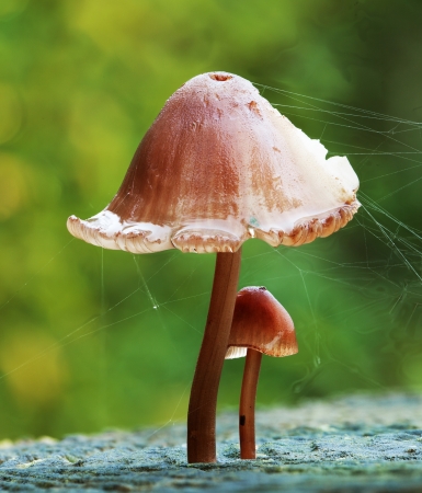 Baby mushroom protected by parent mushroomの写真素材