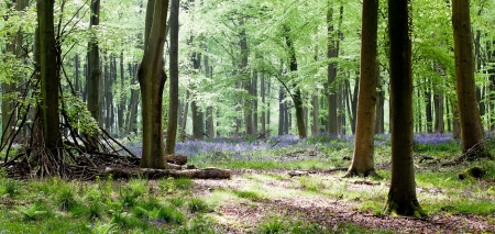Woods with bluebells and morning lightの写真素材