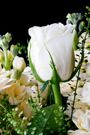 White roses close up on black backgroundの写真素材
