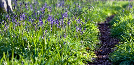 Bluebells with woodland trail close upの写真素材