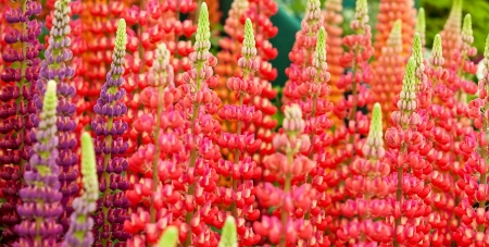 Lupin flowers in red orange and purpleの写真素材